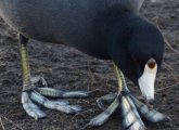 Coot and feet