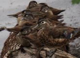 Wood ducks in a row at Jamaica Pond