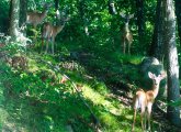 Deer in Hyde Park