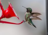 Hummingbird