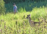 Deer at Millennium Park