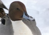 Pintail duck in the Emerald Necklace