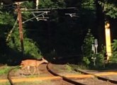 Deer on Green Line tracks in Newton