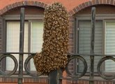 Bees swarming an iron pole in the North End