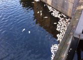 Dead pogies at the Charles River locks