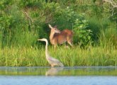 Deer and heron at Millennium Park in West Roxbury