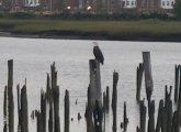 Eagle on piling in the Neponset River in Dorchester