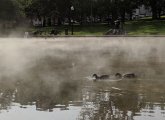 Fog on Frog Pond