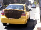 Bee swarm on the back of somebody's car