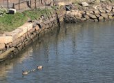 Geese in Fort Point Channel