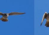 American kestrel over Millennium Park