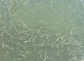 A lot of fish in the Charles River