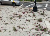 Destroyed mums in Jamaica Plain