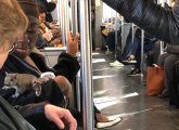 A squirrel on the Red Line