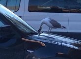 Seagull ripping a windshield wiper apart in East Boston