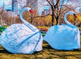 Swans from Public Garden Swan Boats on the grass