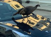 Turkey on a Tesla