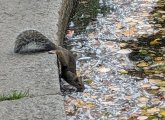 Squirrel getting a drink from the Boston Public Garden lagoon