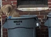 Raccoon in the trash in alley off Marlborough Street