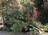 Tree on car on Symphony Road