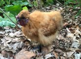 Chicken roaming free near Mount Auburn Hospital in Cambridge