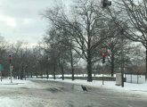 Turkey on VFW Parkway in West Roxbury