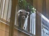 Raccoon in the South End