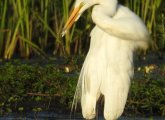 Egret stretches its neck at Millennium Park