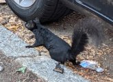 Black squirrel