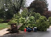 Tree down in Roslindale