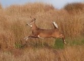 Jumping buck