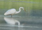 Egret on the Charles River