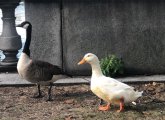 White duck and goose on the Esplanade