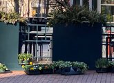 Flowers in Post Office Square