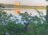 Deer at Fresh Pond in Cambridge