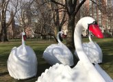 Swan Boat swans on the grass in the Public Garden