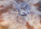 Lion's mane jellyfish