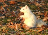 Albino squirrel at Jamaica Pond