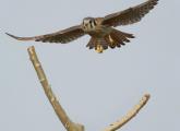 Kestrel with a grub