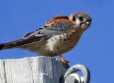 American kestrel at Millennium Park