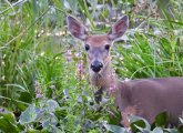 A deer in the early evening