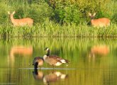 Deer and geese at Millennium Park