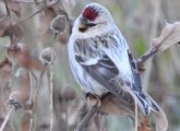 Hoary redpoll on the Rose Kennedy Greenway in Boston