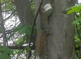 Squirrel with a cup of JP Licks to go