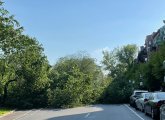 Elm tree across Commonwealth Avenue in the Back Bay