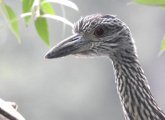 Juvenile yellow-crowned night heron