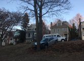 Tree vs. car in Jamaica Plain