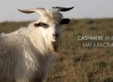 CCMI Web site features a cashmere goat