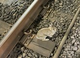 Rabbit on Green Line tracks at Copley Square