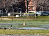 Coyote and goose in Moakley Park